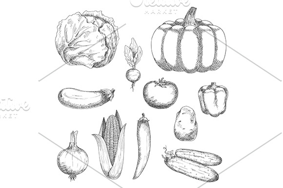 Fresh vegetables sketches | Pre-Designed Illustrator Graphics