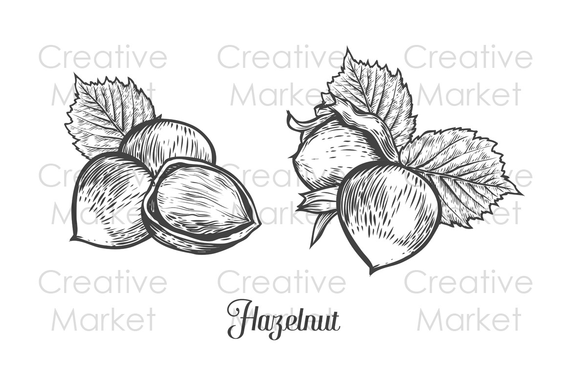 Hazelnut hand drawn illustration set Illustrator Graphics Creative