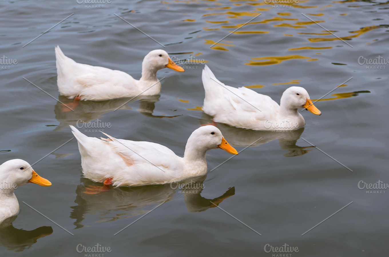 White duck swimming in the lake | High-Quality Animal Stock Photos