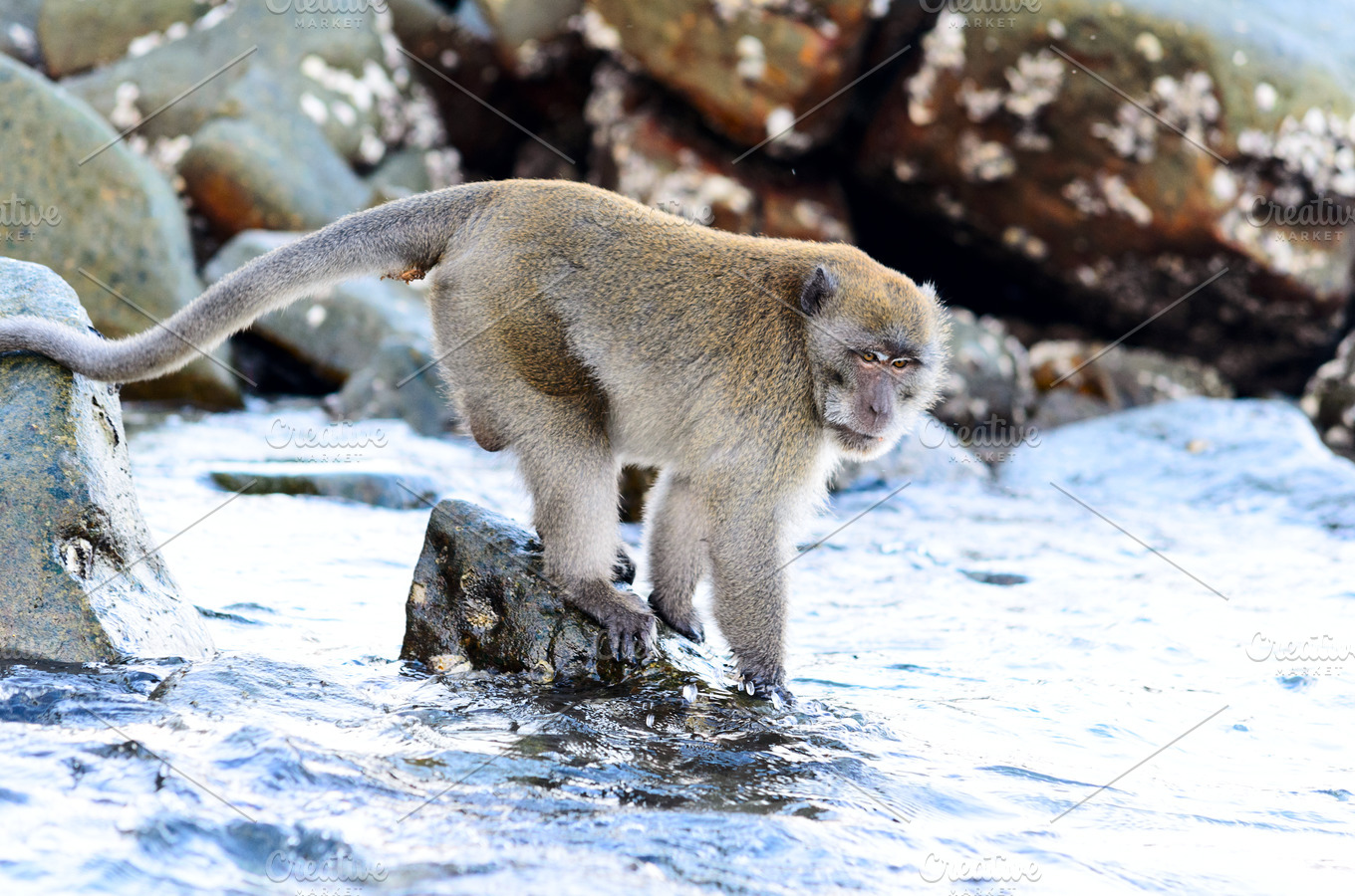 macaca-fascicularis-high-quality-nature-stock-photos-creative-market