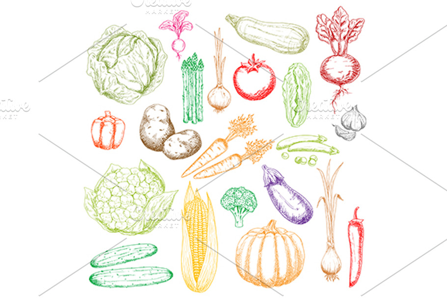 Fresh farm vegetable sketches | Pre-Designed Vector Graphics ~ Creative