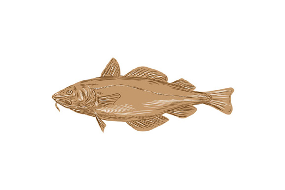 Atlantic Cod Fish Drawing PreDesigned Illustrator Graphics