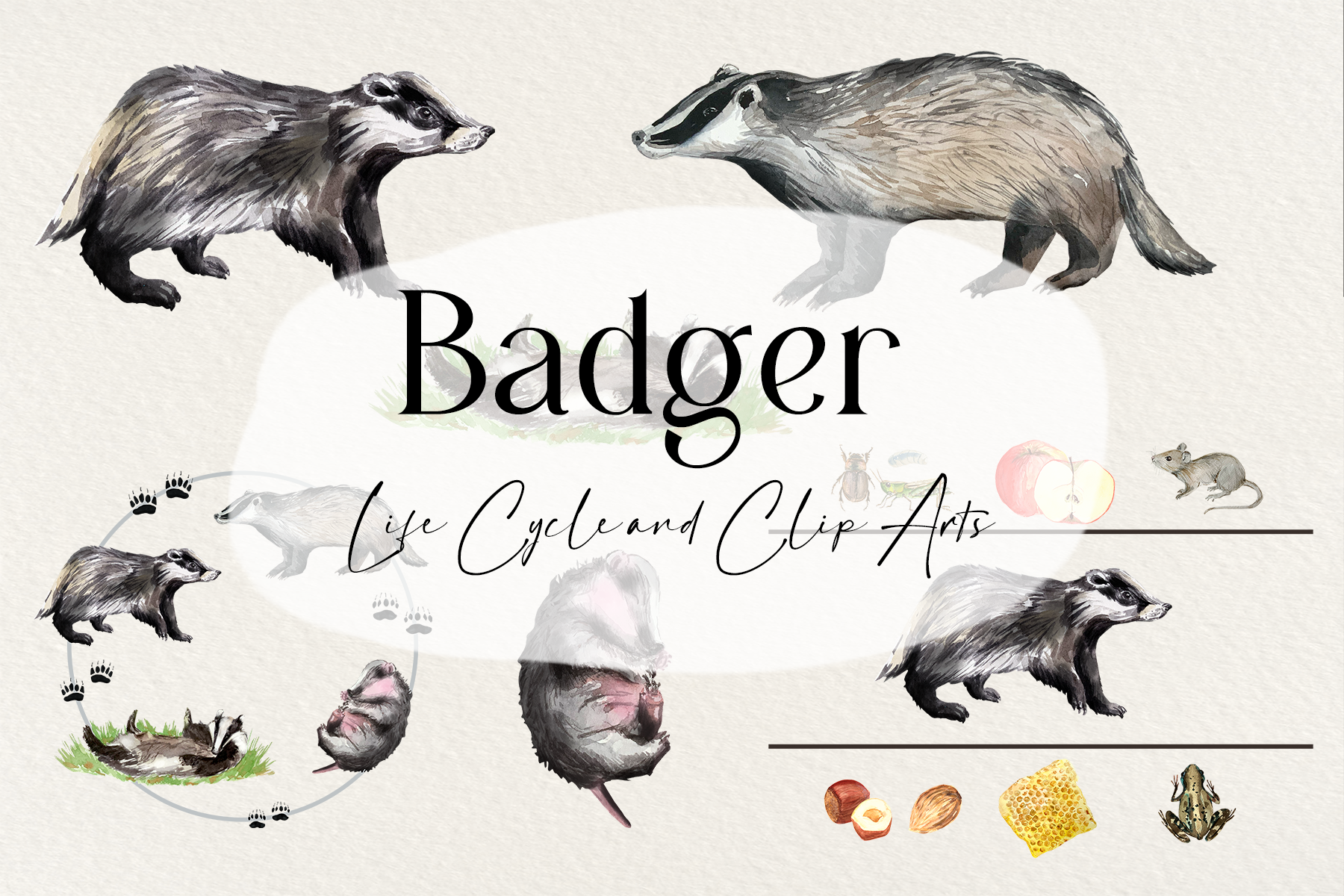 badger-life-cycle-and-clip-art-set-animal-illustrations-creative-market