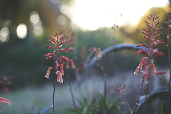 Pink Flowers at Sunset | High-Quality Nature Stock Photos ~ Creative Market