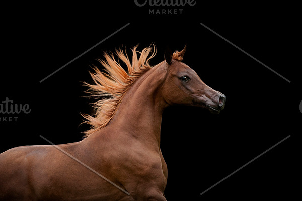 Download White Arabian Horse On Yellow Wall Featuring White Yellow And Arabian High Quality Animal Stock Photos Creative Market