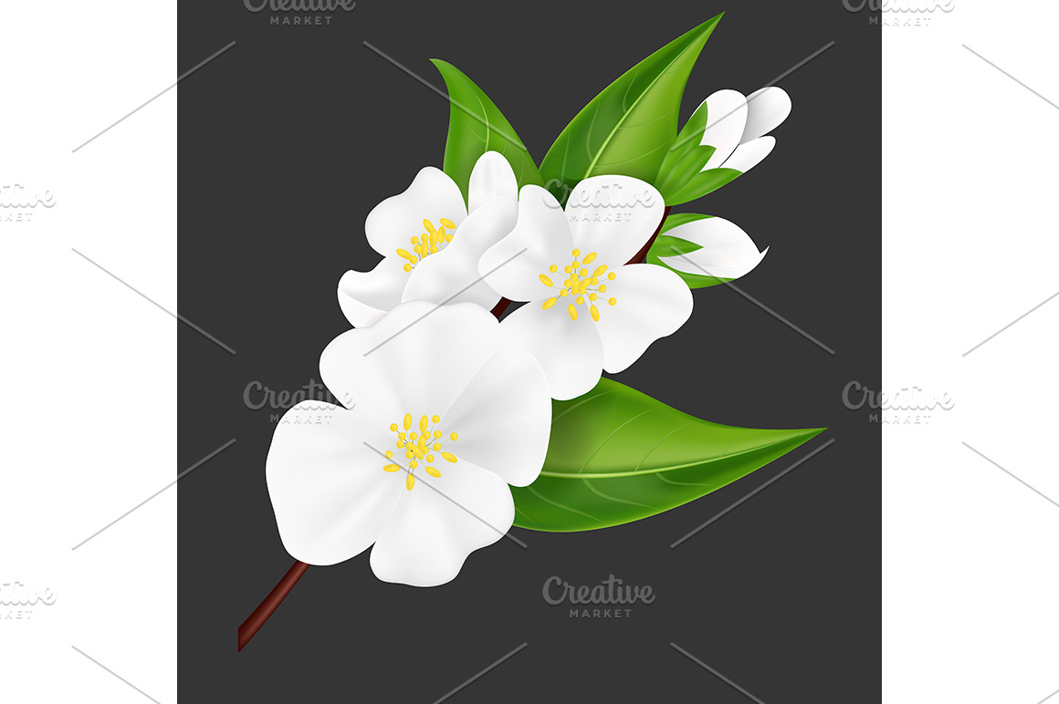 custom shape photoshop download jasmine flower