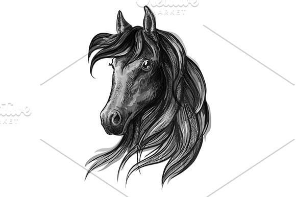 Horse head pencil sketch | Pre-Designed Illustrator Graphics ~ Creative