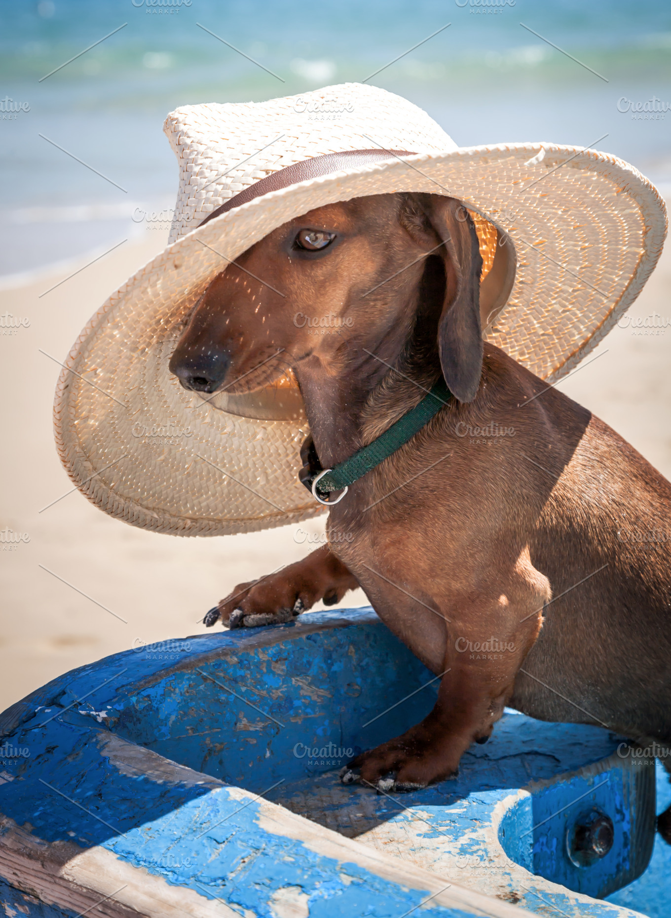 Dachshund dog with hat | High-Quality Animal Stock Photos ~ Creative Market