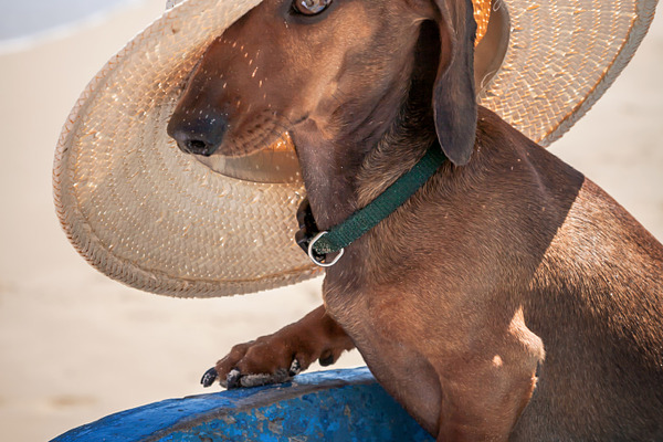 Dachshund dog with hat | High-Quality Animal Stock Photos ~ Creative Market