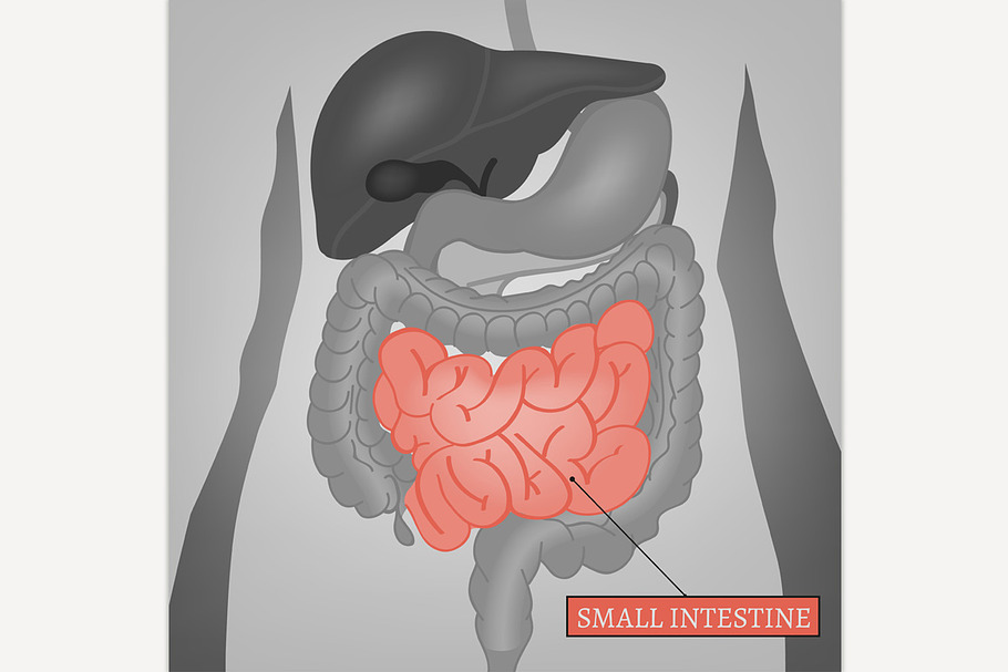 Body Internal Parts | Pre-Designed Illustrator Graphics ~ Creative Market