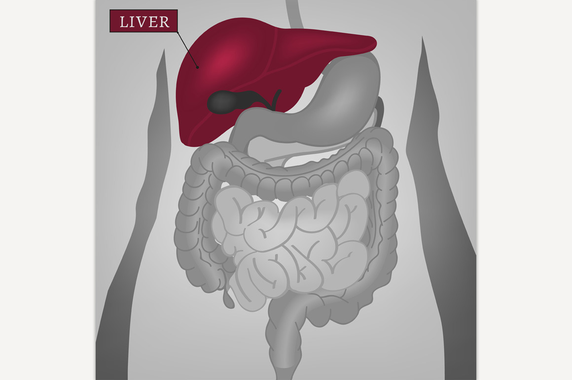 Body Internal Parts | Pre-Designed Illustrator Graphics ~ Creative Market