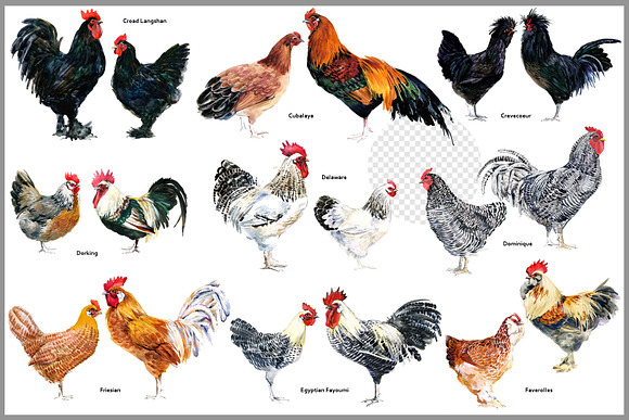 types of chickens