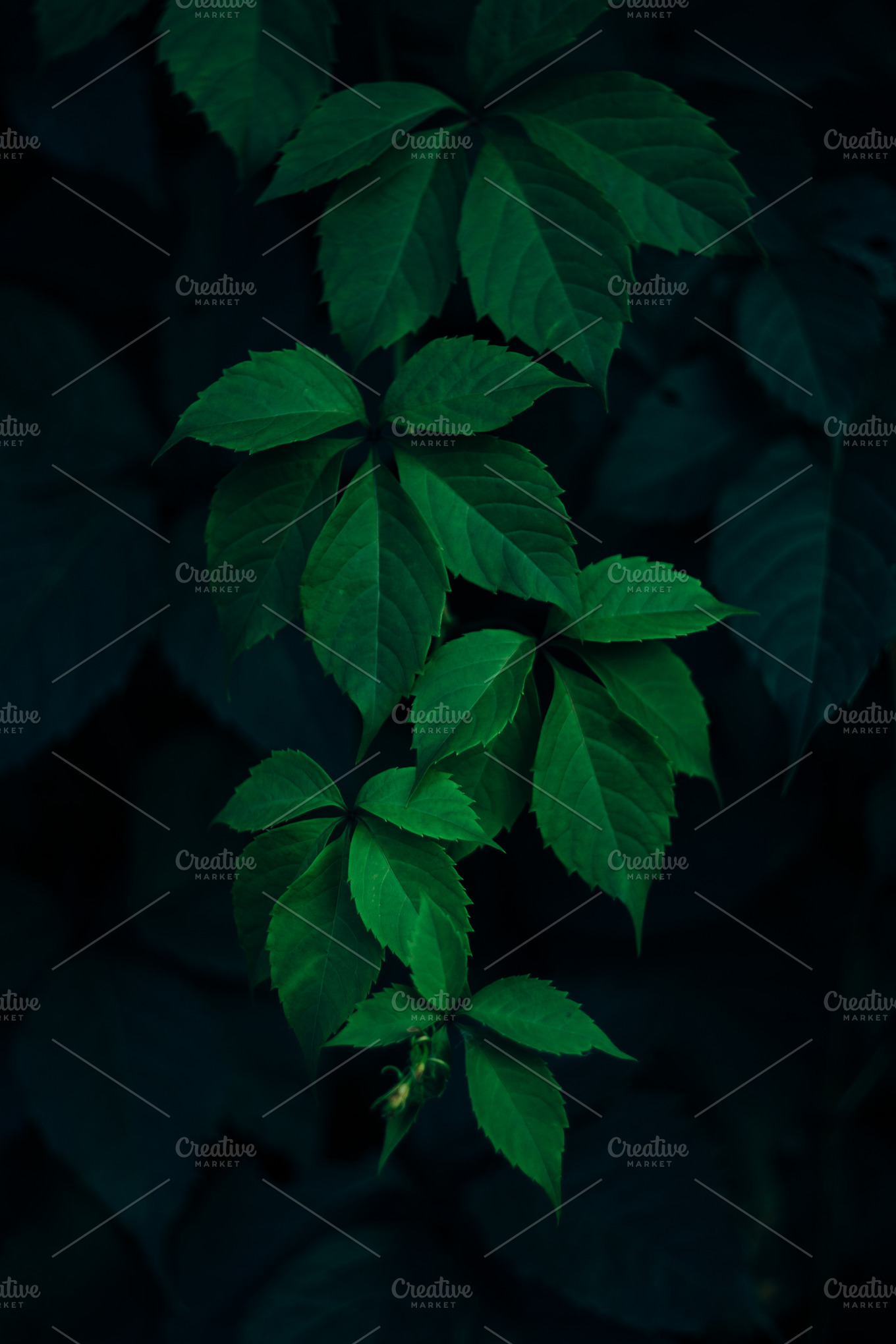 Wild grape leaves | High-Quality Nature Stock Photos ~ Creative Market