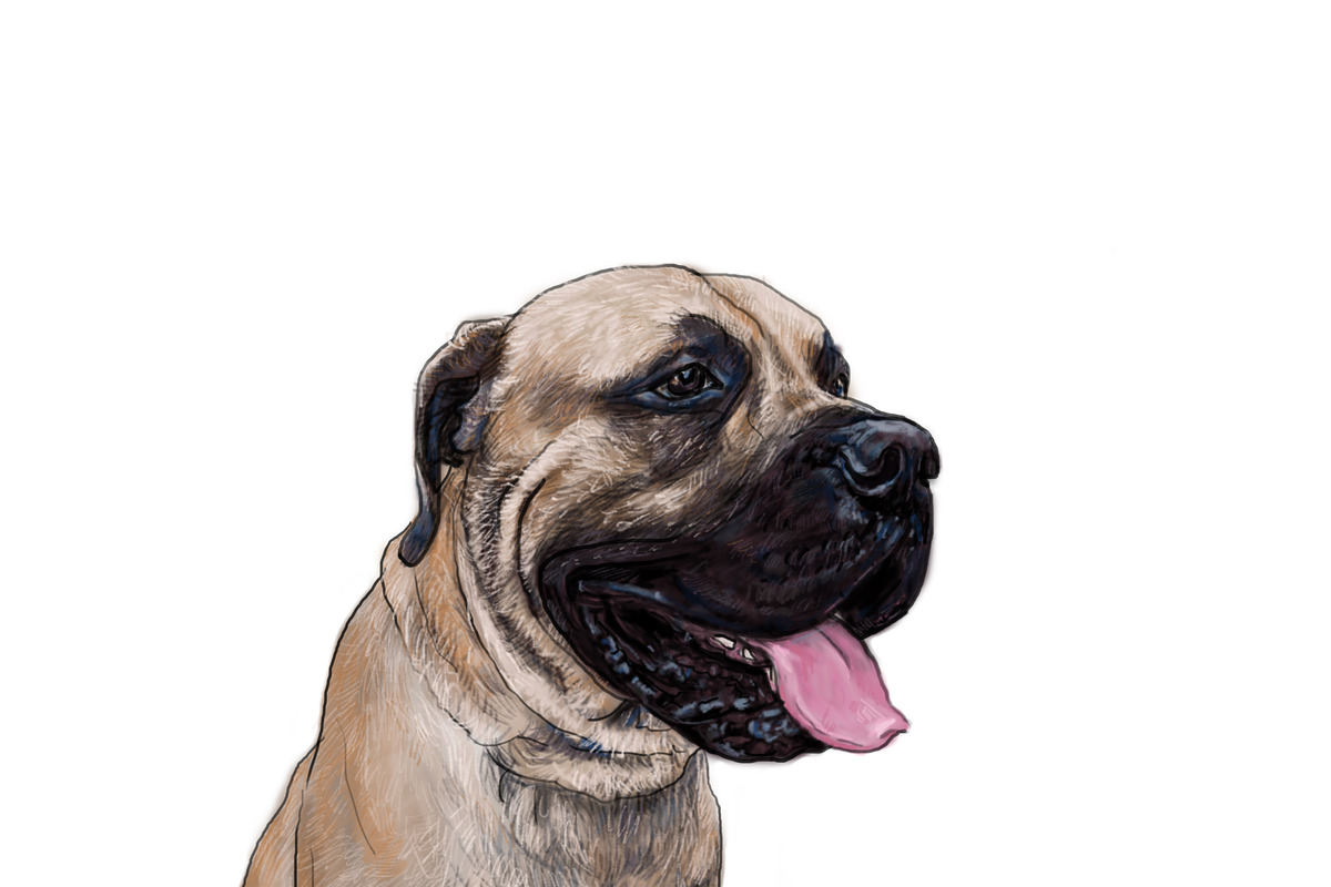 Drawing of mastiff dog PreDesigned Illustrator Graphics Creative