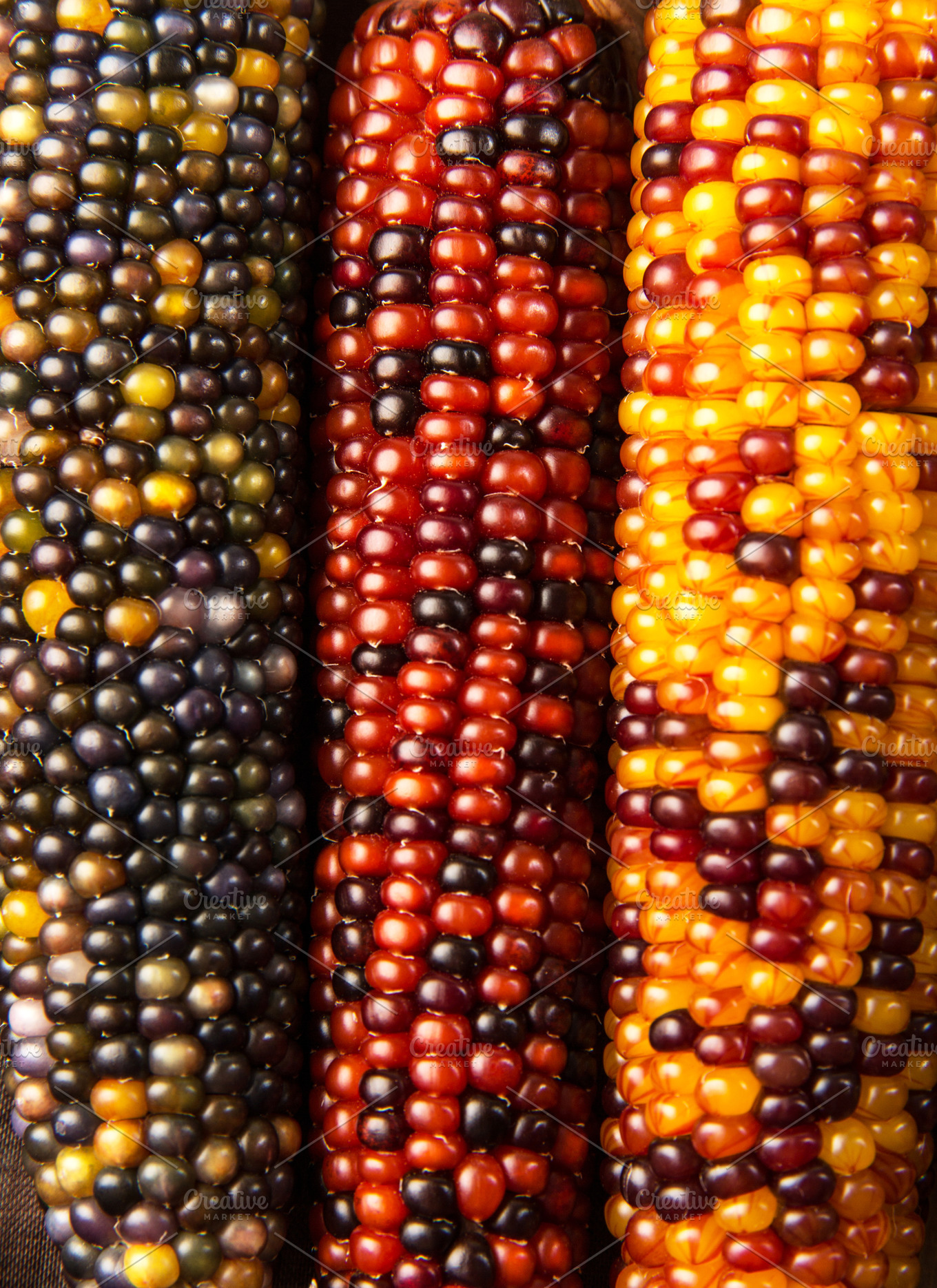 Colorful Indian Corn | High-Quality Holiday Stock Photos ~ Creative Market