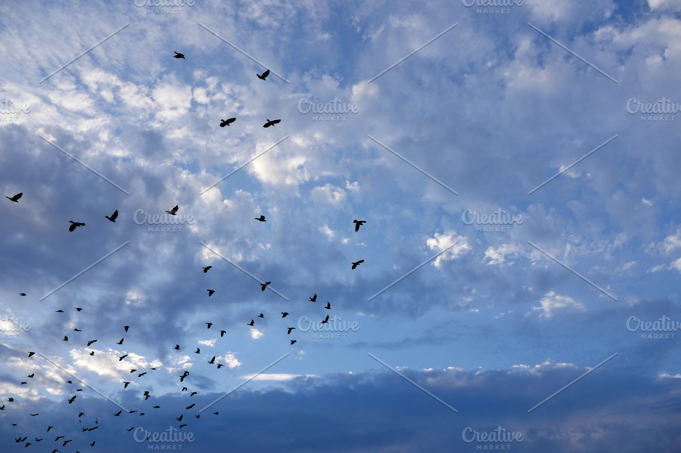 Fly in the sky | Nature Stock Photos ~ Creative Market