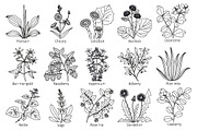 Medicine plants and herbs | Pre-Designed Illustrator Graphics ...