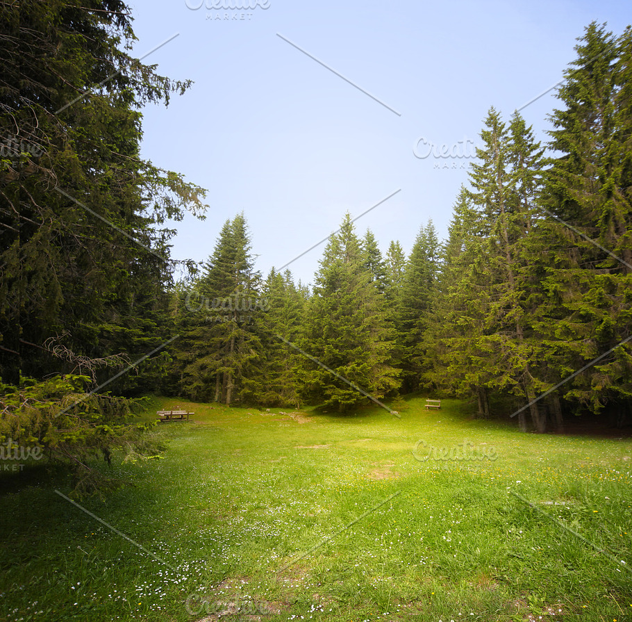 grass-glade-in-spruce-forest-stock-photo-containing-wood-and-pine