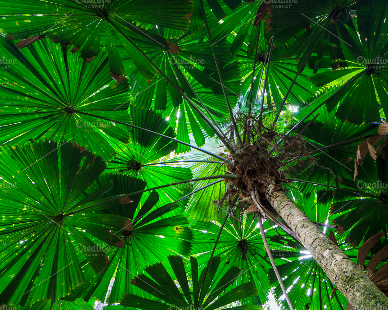 Green Fan Palm Tree Background | High-Quality Nature Stock Photos