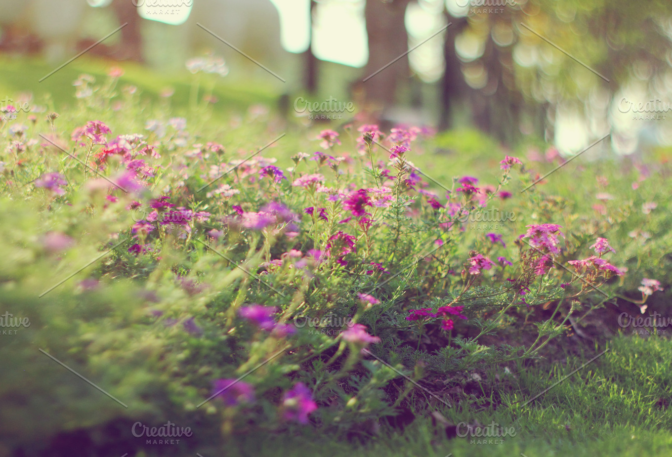 Purple flowers on grass | Nature Stock Photos ~ Creative Market