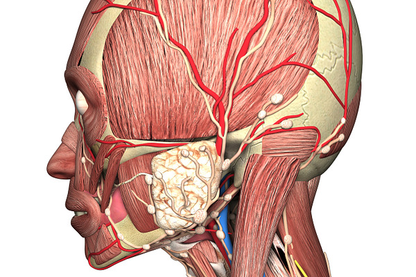 anatomy of head side view | High-Quality Stock Photos ~ Creative Market