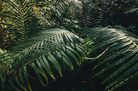 Forest with tropical plants nature containing leaf, green, and