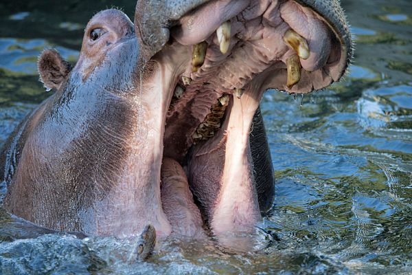 Hippo mouth | High-Quality Animal Stock Photos ~ Creative Market