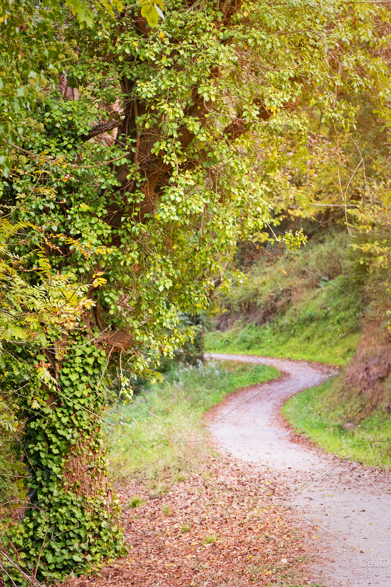 Autum forest pathway | High-Quality Nature Stock Photos ~ Creative Market