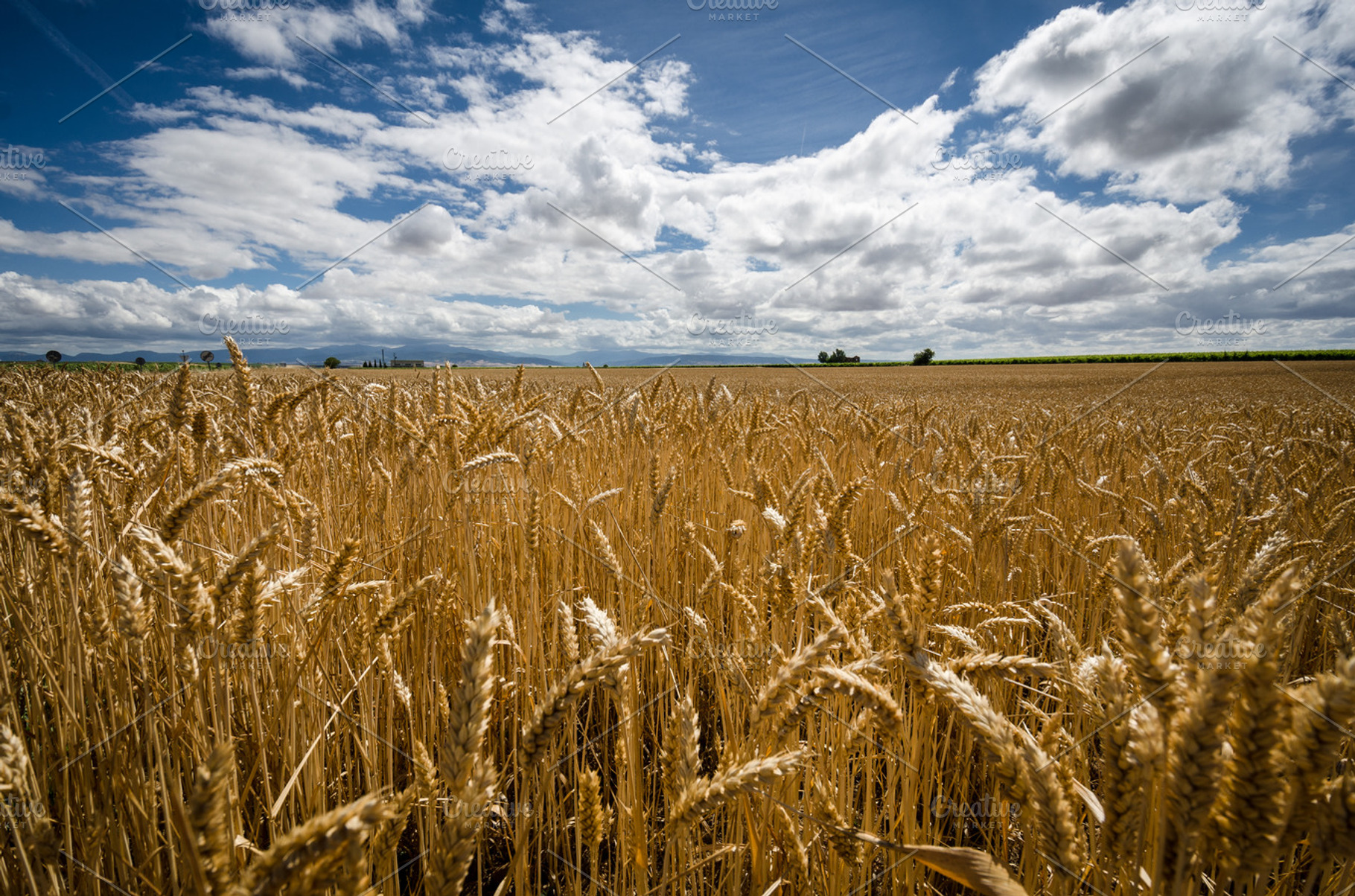 Golden Wheat Field High Quality Nature Stock Photos Creative Market