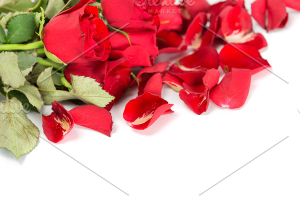 Valentine red roses containing rose, red, and roses | High-Quality