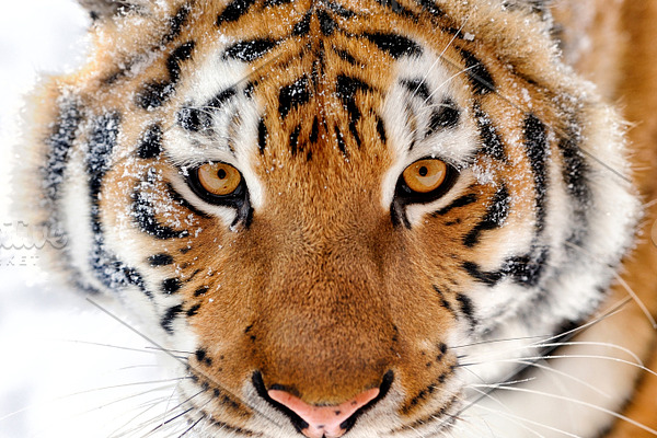 Tiger containing aggression, aggressive, and amur tigers | High-Quality ...