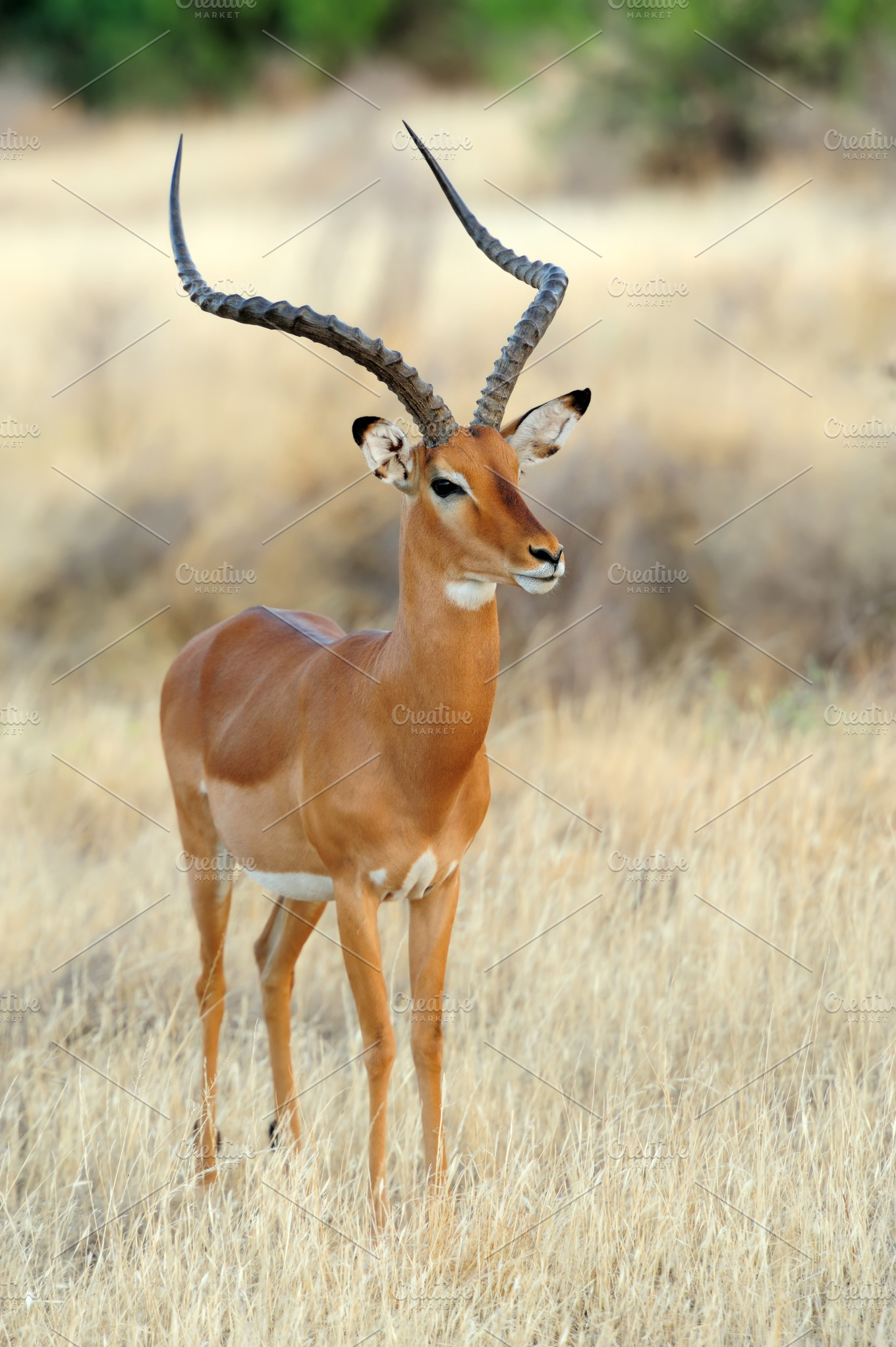 Impala featuring impala, animal, and africa | High-Quality Animal Stock