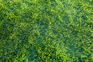 grass | High-Quality Nature Stock Photos ~ Creative Market