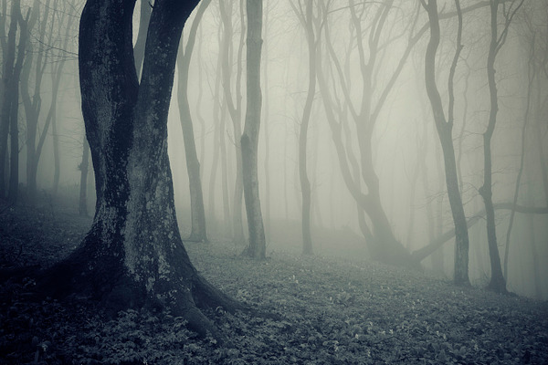 Haunted Halloween forest | High-Quality Nature Stock Photos ~ Creative ...