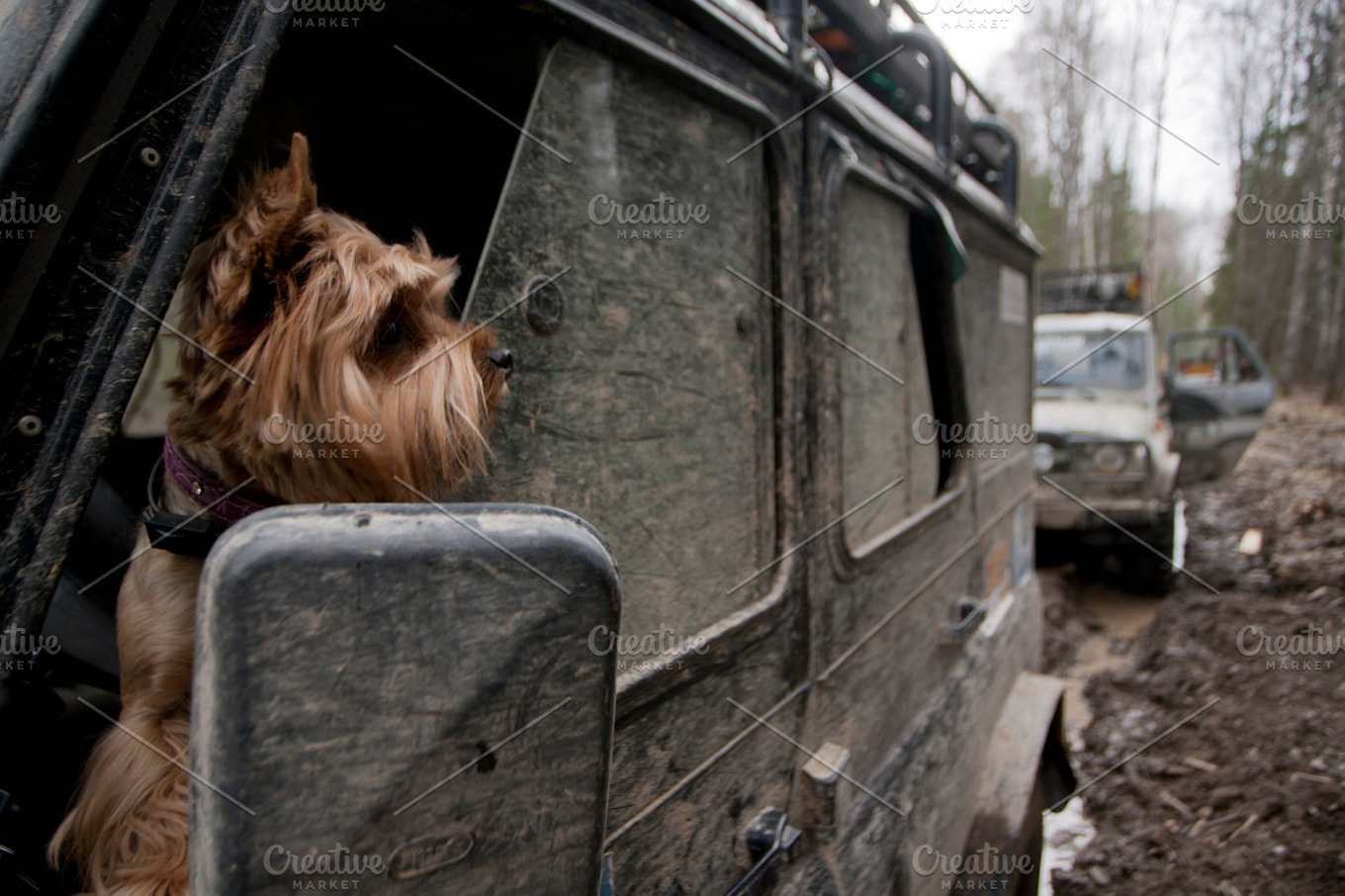 Dog in the car containing yorkshire terrier, dog, and pet | Animal ...