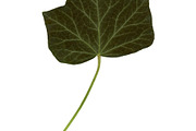 Ivy leaf isolated over white  Stock Photos ~ Creative Market