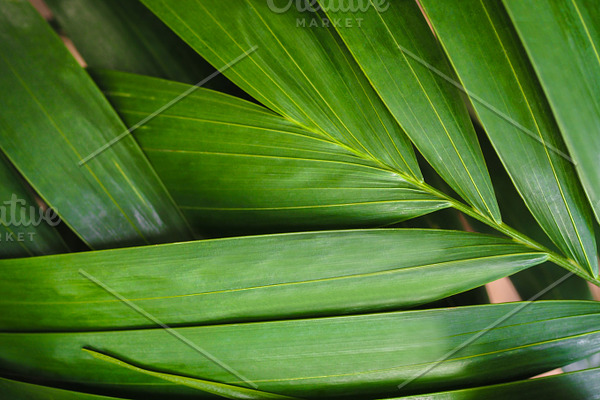 Closeup of detailed rainforest jungle leaves for background containing