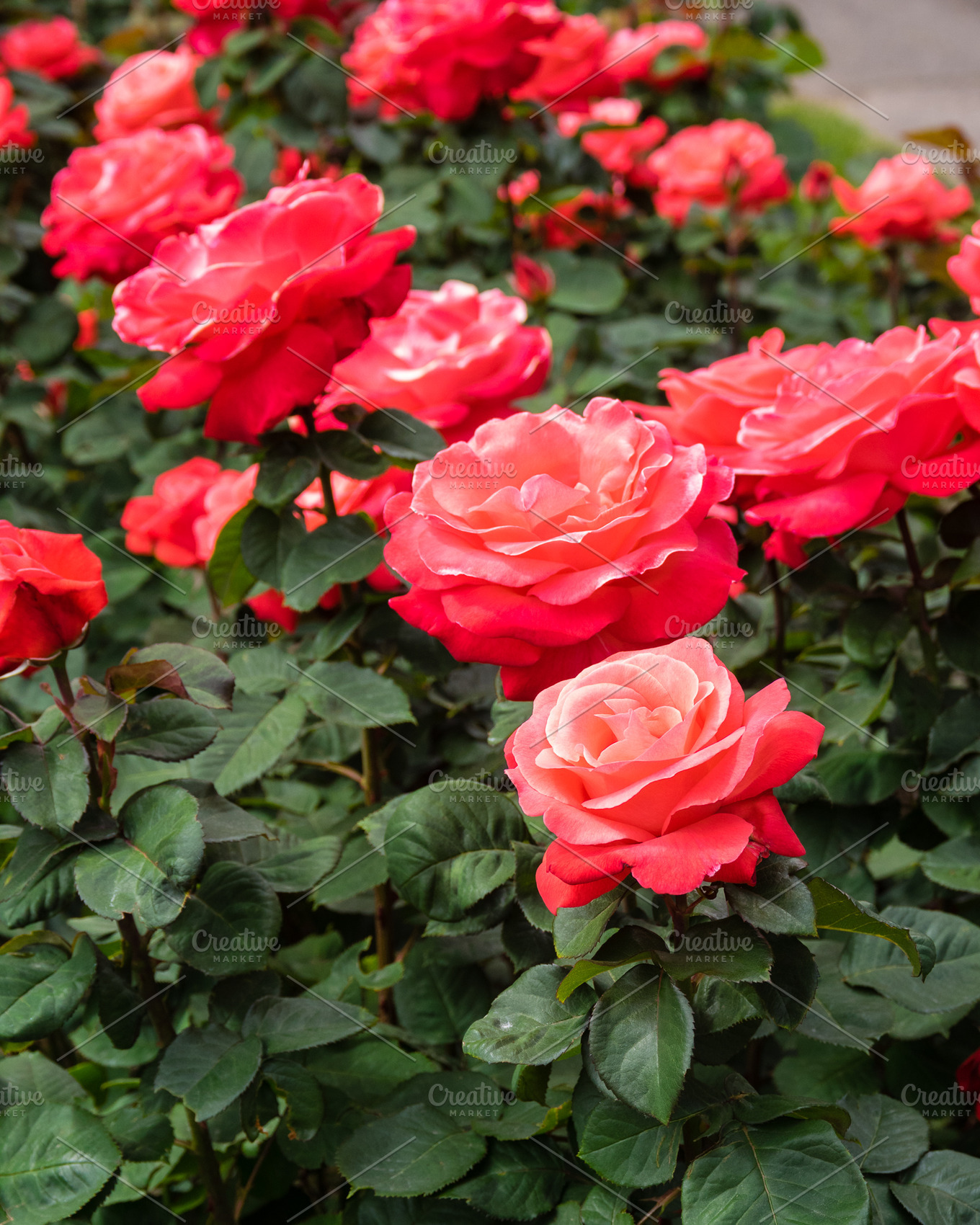 Rose blossom in a large garden featuring garden, park, and growing