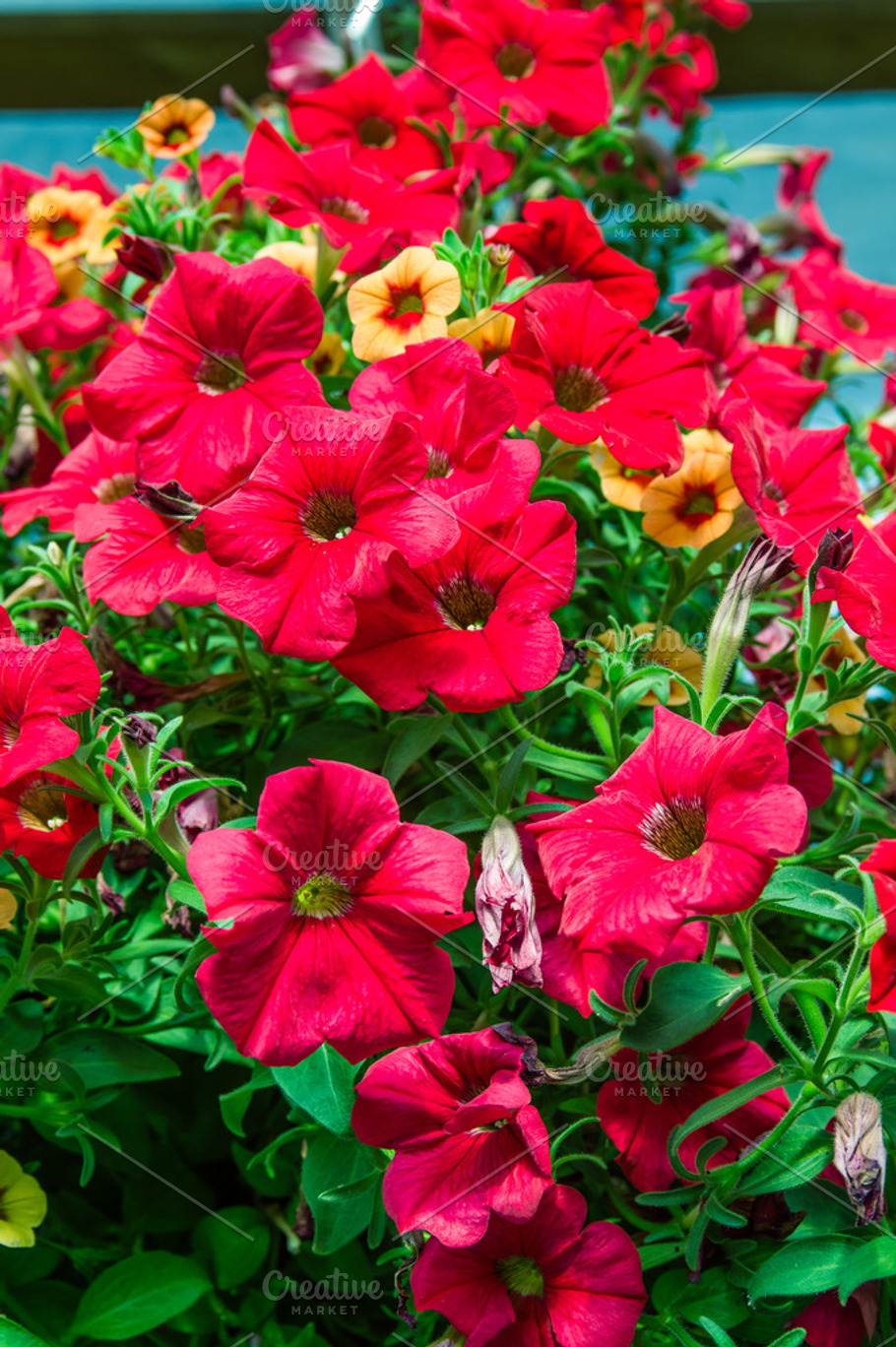 Red Petunia flowers | High-Quality Nature Stock Photos ~ Creative Market