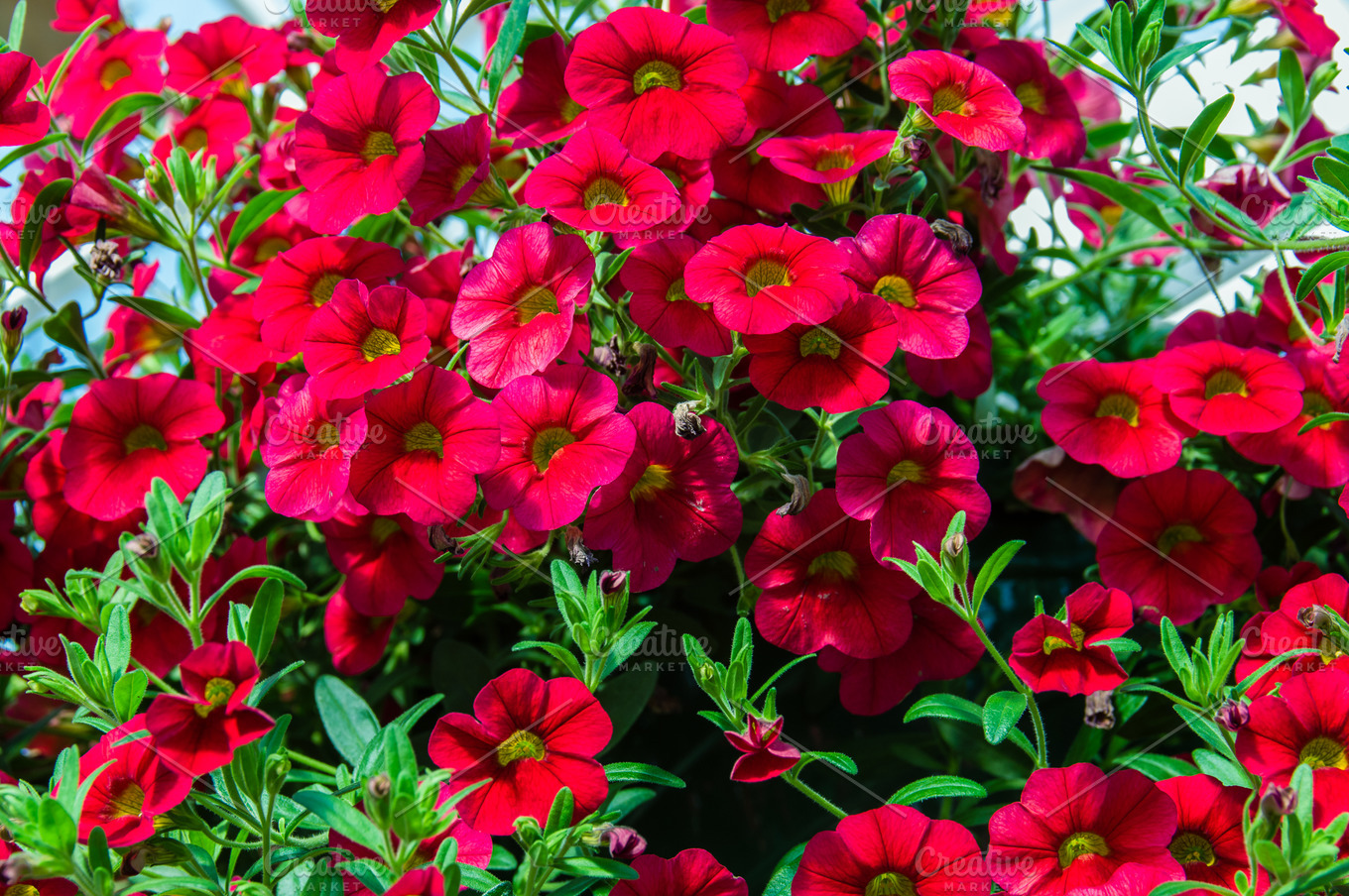 Red Petunia flowers | High-Quality Nature Stock Photos ~ Creative Market