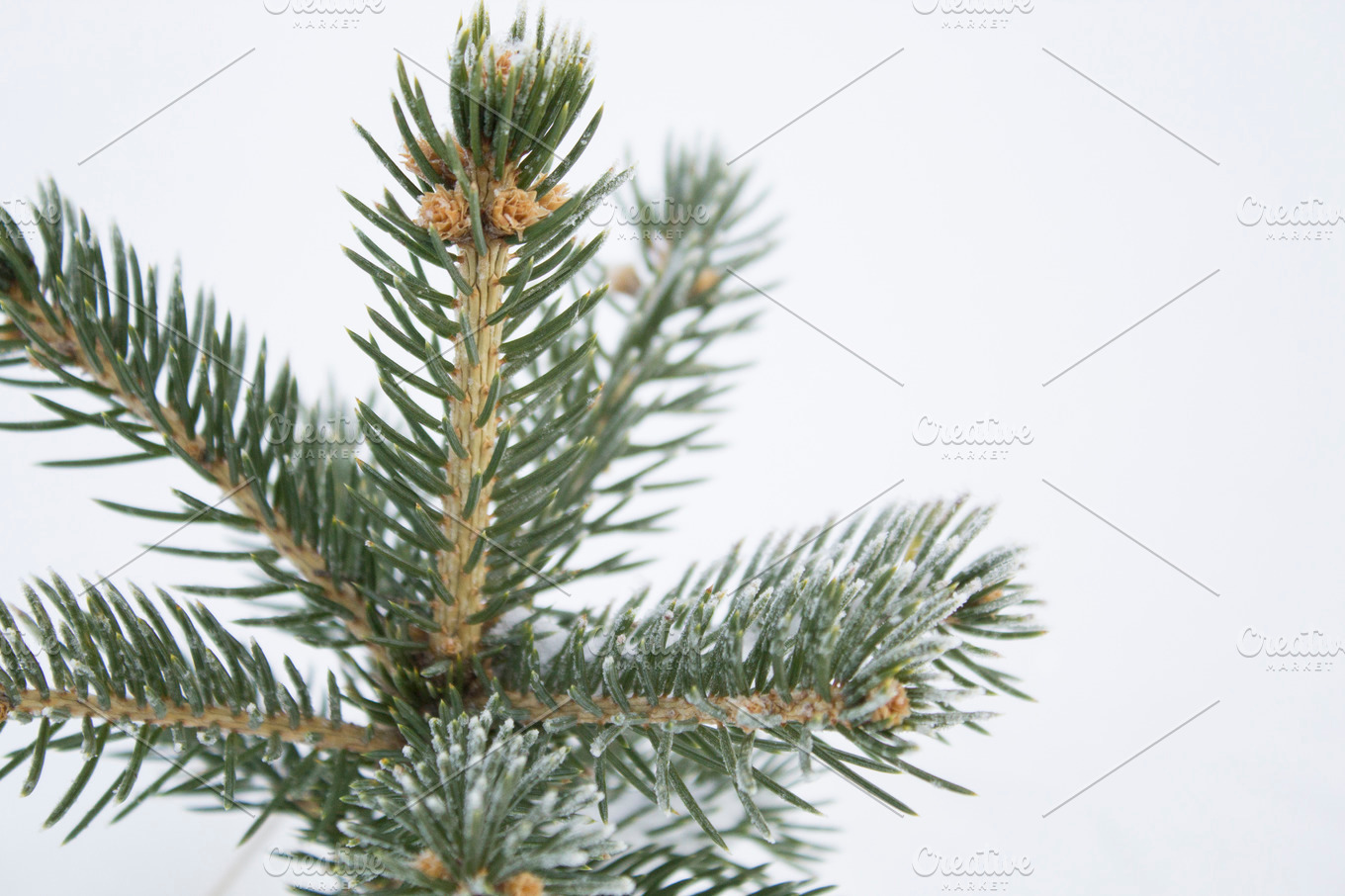 Young Colorado Blue Spruce Tree High Quality Holiday Stock Photos Creative Market