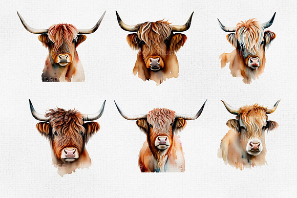 Highland Cow 25 PNG cliparts