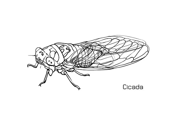 Drawing of cicada | Pre-Designed Illustrator Graphics ~ Creative Market