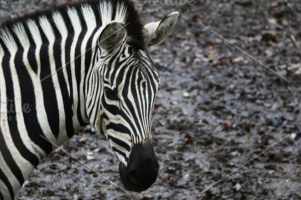 Zebra stripe pattern containing pattern, zebra, and animal | High