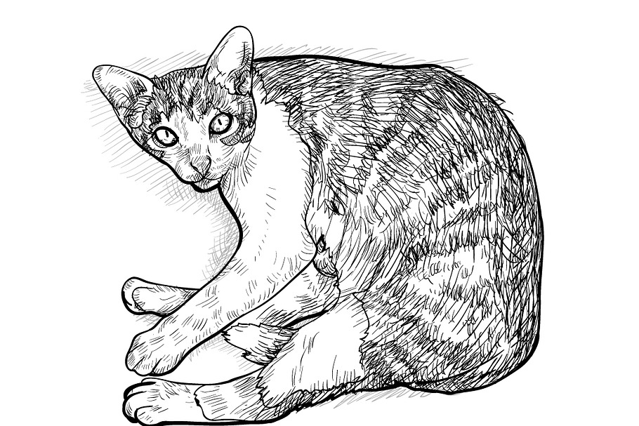 Laying down cat.vector illustration | Pre-Designed Illustrator Graphics