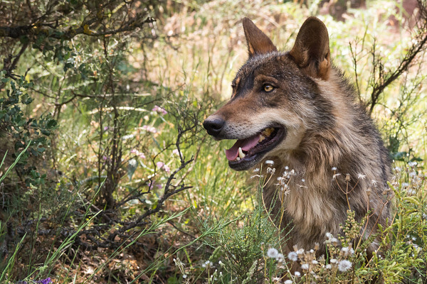 Cute Wolf Lying Down In The Forest High Quality Animal Stock Photos Creative Market cute wolf lying down in the forest