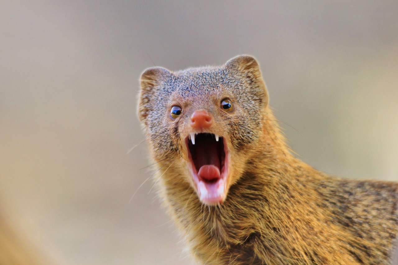 Mongoose - Teething Humor | Animal Stock Photos ~ Creative Market