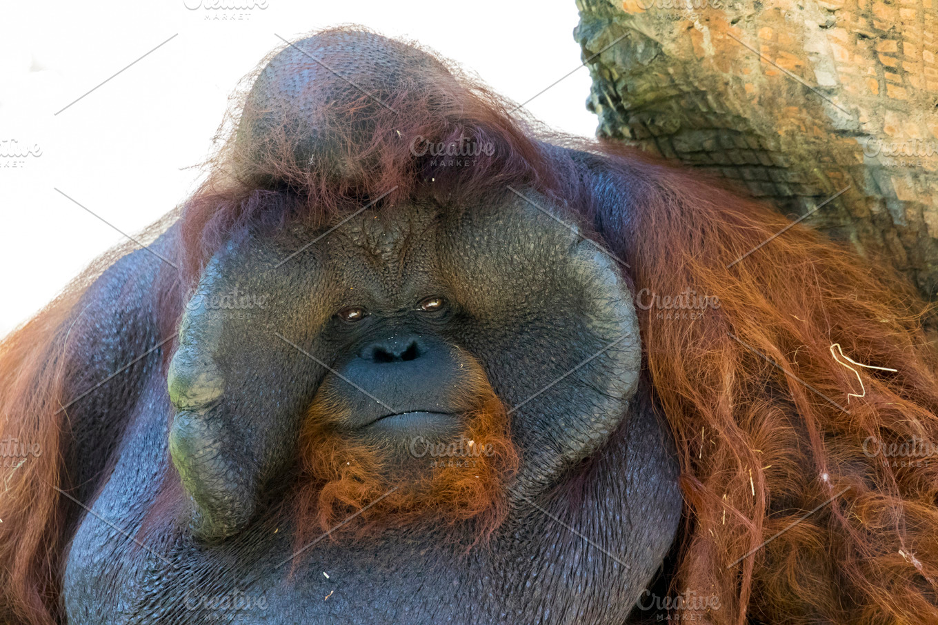 Image of a big male orangutan stock photo containing adult and animal