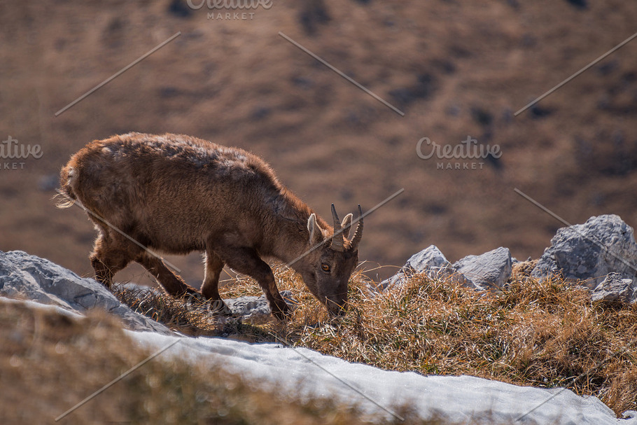 Alpine ibex in the mountains featuring alpine, alps, and animal | High