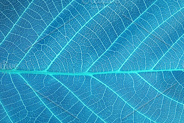 blue leaf background | High-Quality Nature Stock Photos ~ Creative Market